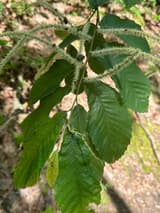 Allegheny chinquapin (Castanea pumila) branch in late May, insects on its pale catkins over toothed leaves backed with white