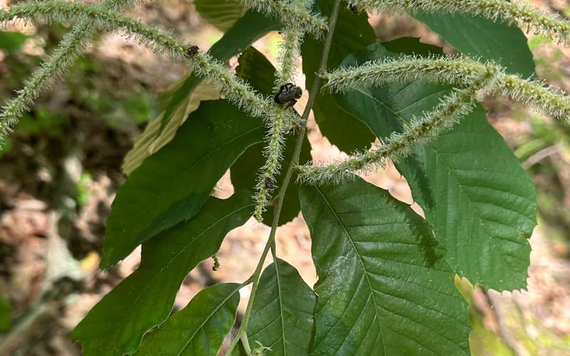 Allegheny chinquapin (Castanea pumila) branch in late May, insects on its pale catkins over toothed leaves backed with white