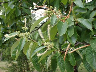 Allegheny Chinquapin (Castanea pumila)