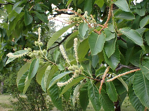 Allegheny Chinquapin (Castanea pumila)
