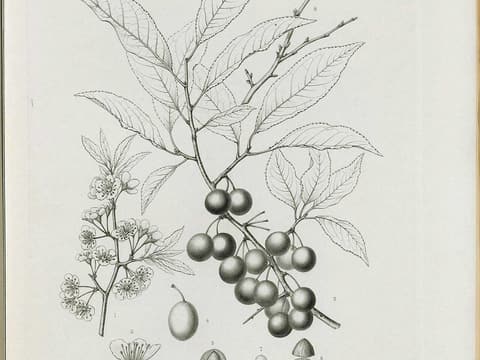Allegheny plum (Prunus alleghaniensis) engraving of a leafy branch with flowers and a cluster of plums