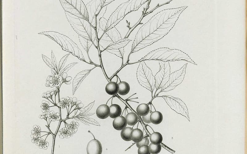 Allegheny plum (Prunus alleghaniensis) engraving of a leafy branch with flowers and a cluster of plums