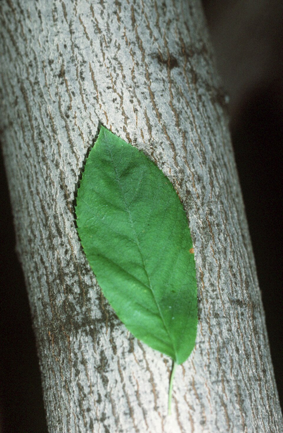 Allegheny Serviceberry (Amelanchier laevis)