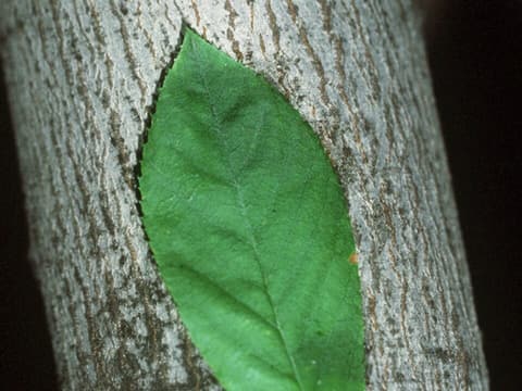 Allegheny serviceberry (Amelanchier laevis) leaf held against the smooth, striped gray bark of a trunk