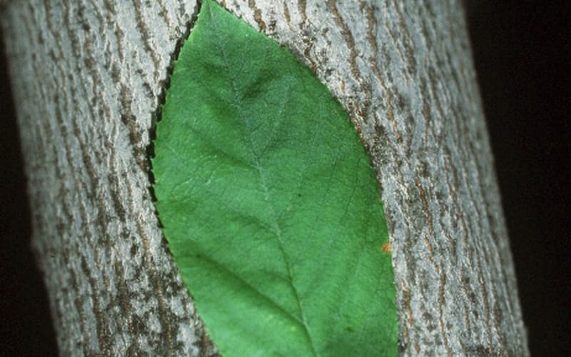 Allegheny serviceberry (Amelanchier laevis) leaf held against the smooth, striped gray bark of a trunk