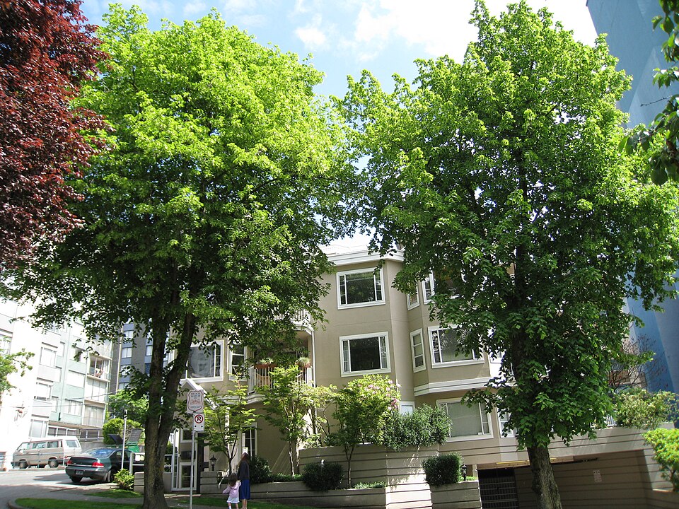 American Basswood (Linden) (Tilia americana)