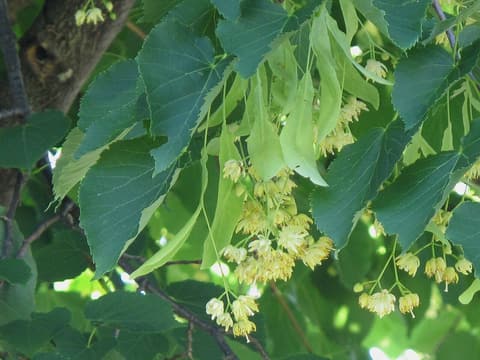American basswood (Tilia americana) pale yellow flower clusters hanging under strap-shaped bracts