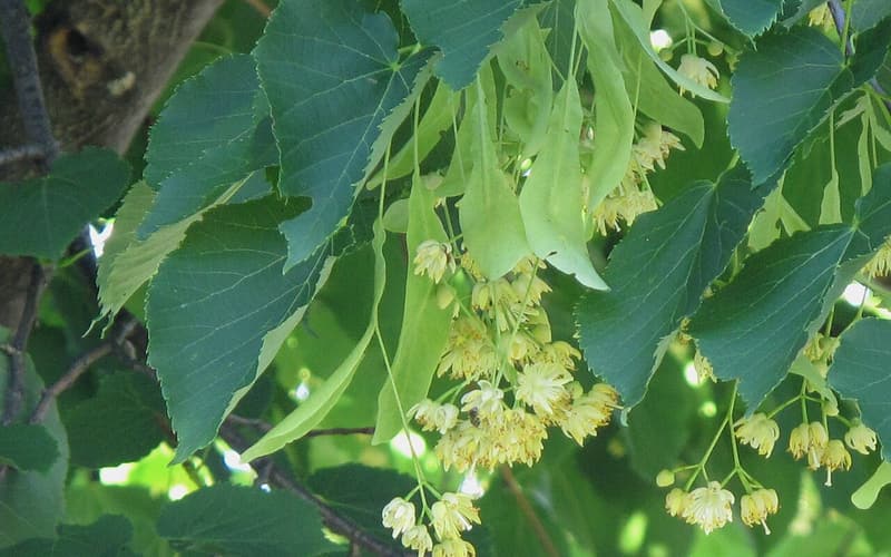 American basswood (Tilia americana) pale yellow flower clusters hanging under strap-shaped bracts