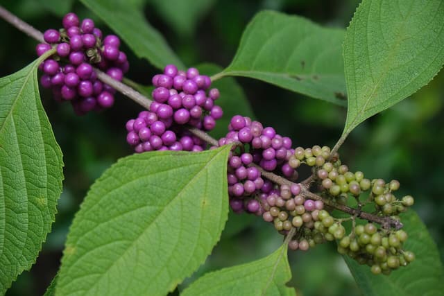 American beautyberry (Callicarpa americana) stem in early fall with berry clusters turning from green to violet