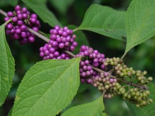 American beautyberry (Callicarpa americana) stem in early fall with berry clusters turning from green to violet