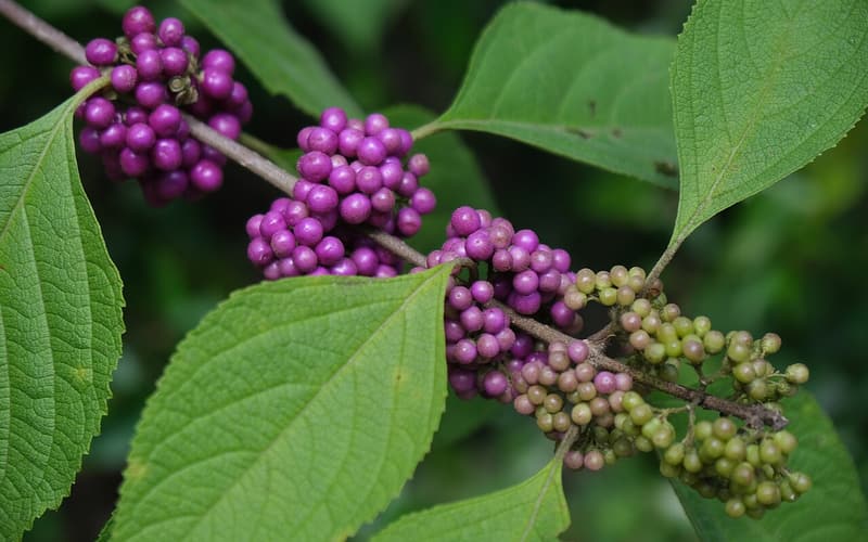 American beautyberry (Callicarpa americana) stem in early fall with berry clusters turning from green to violet