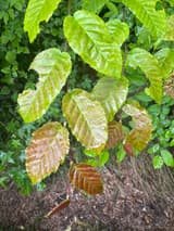 American beech (Fagus grandifolia) shoot in late May, its toothed new leaves with straight parallel veins, wet with rain