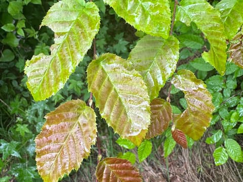 American beech (Fagus grandifolia) shoot in late May, its toothed new leaves with straight parallel veins, the lowest still bronze