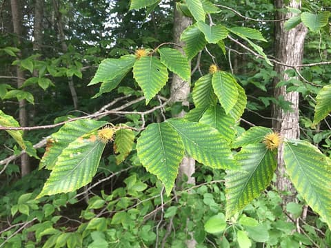 American beech (Fagus grandifolia) toothed leaves and young prickly burs, smooth gray trunks behind