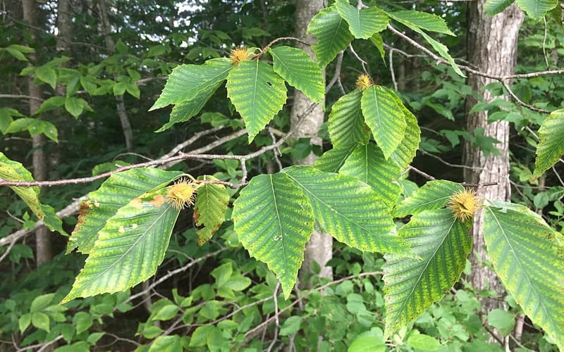 American beech (Fagus grandifolia) toothed leaves and young prickly burs, smooth gray trunks behind