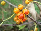 American bittersweet (Celastrus scandens) orange capsules split open to show scarlet seed coats on a twig