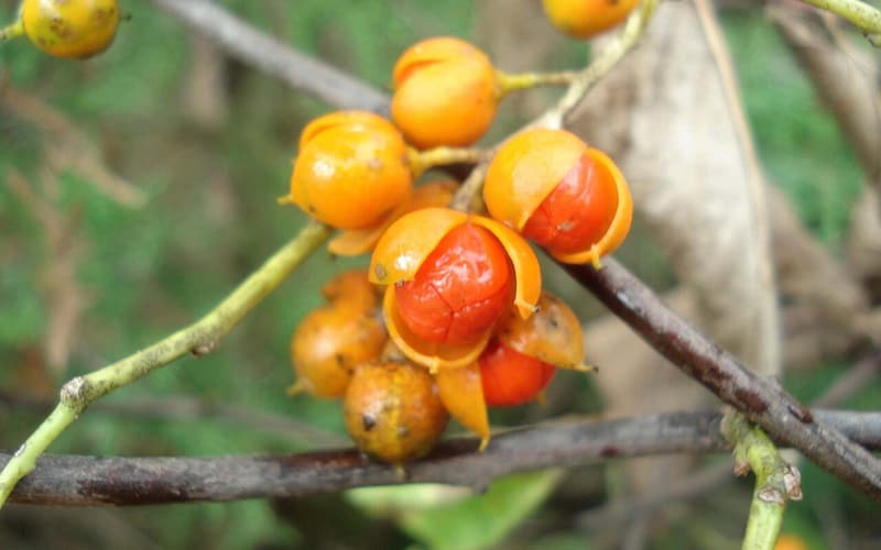 American bittersweet (Celastrus scandens) orange capsules split open to show scarlet seed coats on a twig