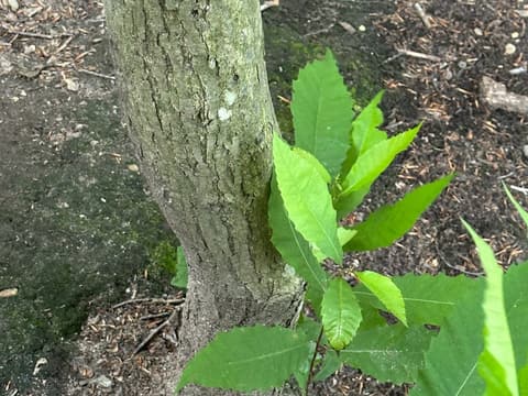 American Chestnut