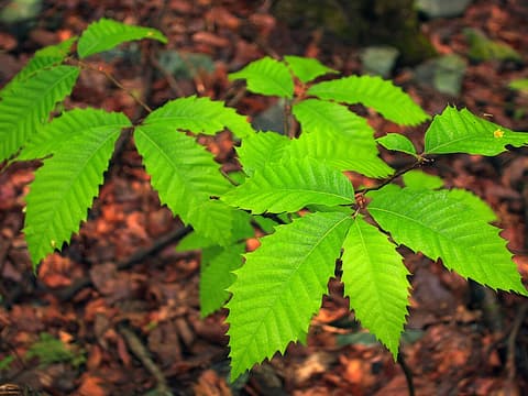American chestnut (Castanea dentata) sapling with long, saw-toothed leaves above the forest floor