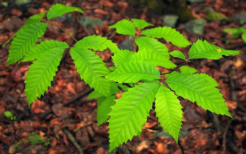 American chestnut (Castanea dentata) sapling with long, saw-toothed leaves above the forest floor