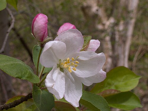 American Crabapple (Malus coronaria)