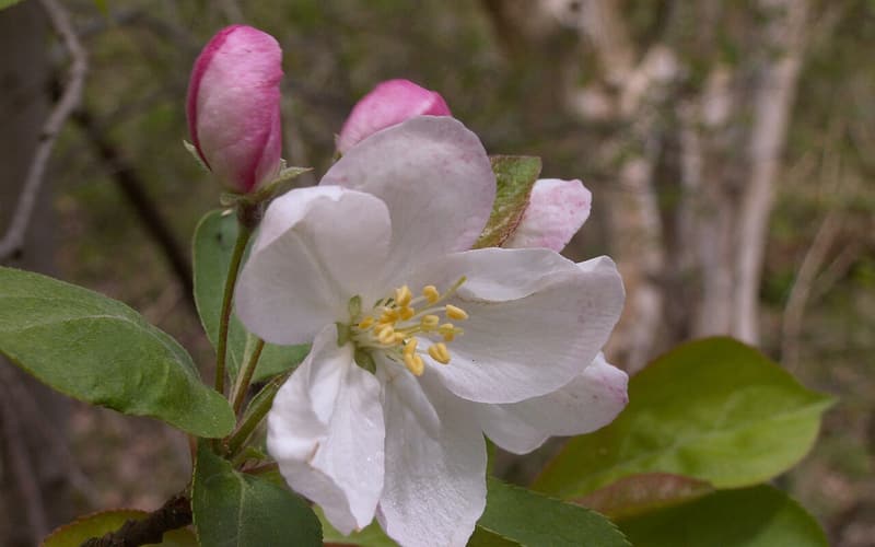 American crabapple (Malus coronaria) blossom, white petals and pink buds, in spring