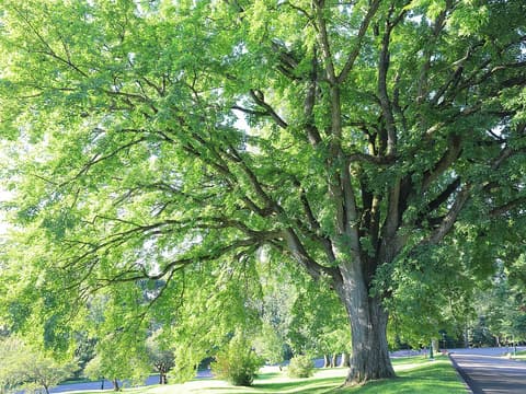American elm (Ulmus americana) old tree with long arching limbs over a lawn in Quebec City