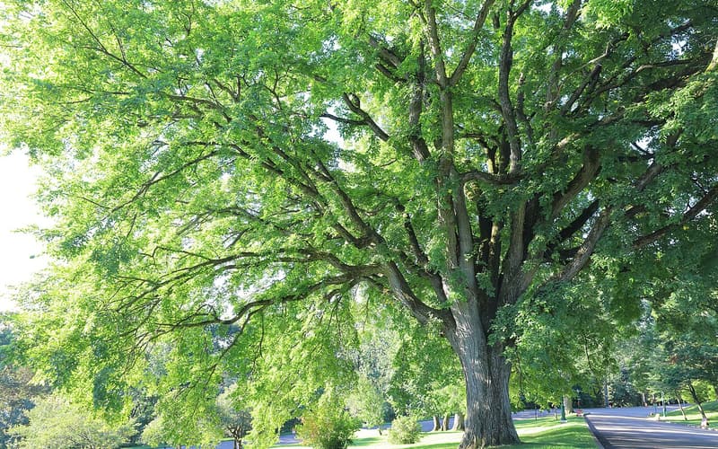 American elm (Ulmus americana) old tree with long arching limbs over a lawn in Quebec City