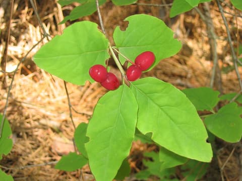 American fly honeysuckle (Lonicera canadensis) pairs of bright red berries on a leafy stem