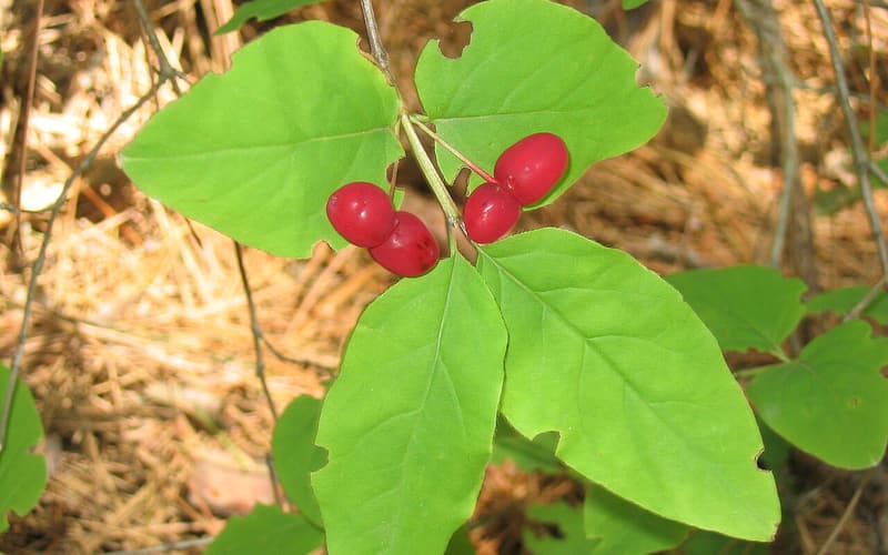 American fly honeysuckle (Lonicera canadensis) pairs of bright red berries on a leafy stem