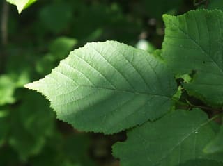 American hazelnut (Corylus americana) leaves, doubly toothed and heart-shaped at the base