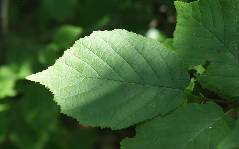 American hazelnut (Corylus americana) leaves, doubly toothed and heart-shaped at the base