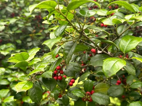 American Holly, select line