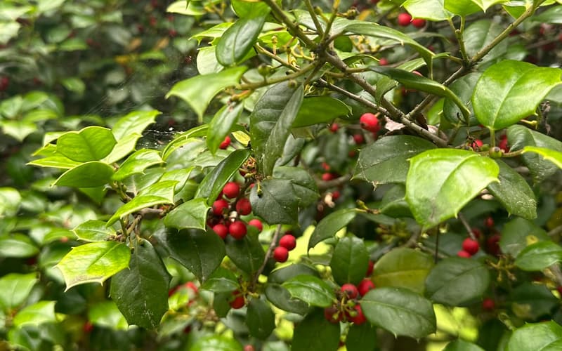 American holly (Ilex opaca) branch in late May, glossy, spiny-toothed leaves and clusters of red berries, more holly behind