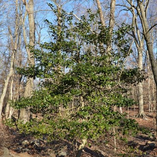 American holly (Ilex opaca), an evergreen tree standing out in a leafless winter woodland