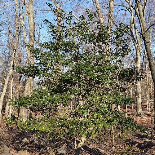 American Holly, select line (Ilex opaca)