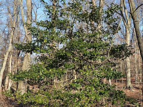 American holly (Ilex opaca), an evergreen tree standing out in a leafless winter woodland