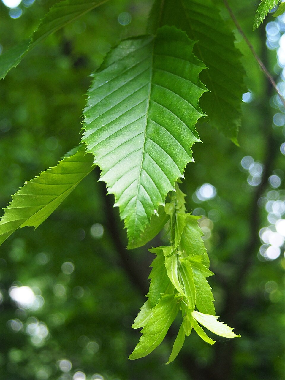 American Hornbeam (Musclewood) (Carpinus caroliniana)