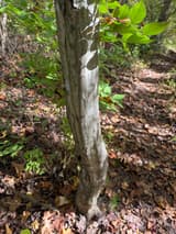 American hornbeam (Carpinus caroliniana) trunk, smooth and gray with the sinewy ridges that give it the name musclewood