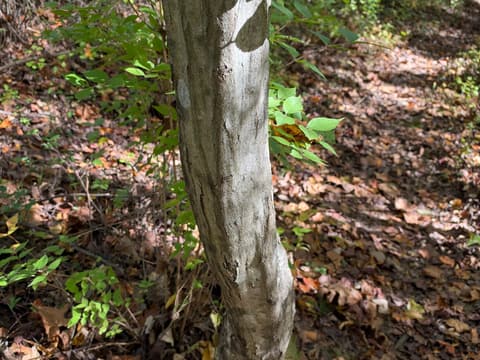 American Hornbeam (Musclewood)