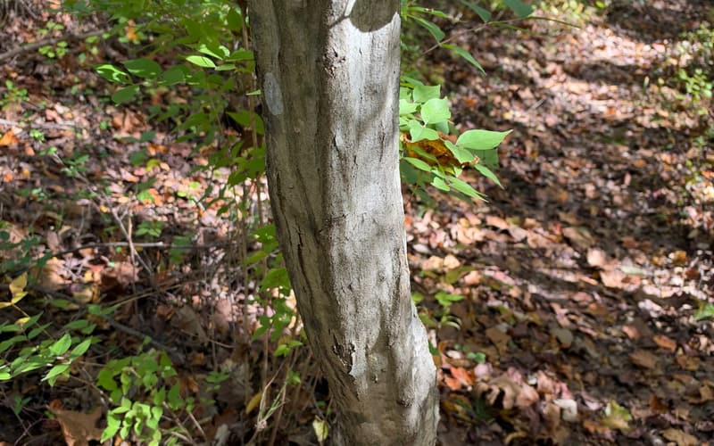 American hornbeam (Carpinus caroliniana) trunk, smooth and gray with the sinewy ridges that give it the name musclewood