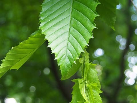 American hornbeam (Carpinus caroliniana) leaves, sharply toothed and ribbed, in summer sun
