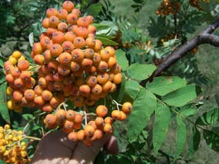 American mountain ash (Sorbus americana) cluster of orange-red berries above pinnate leaves