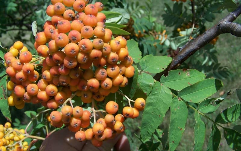 American mountain ash (Sorbus americana) cluster of orange-red berries above pinnate leaves
