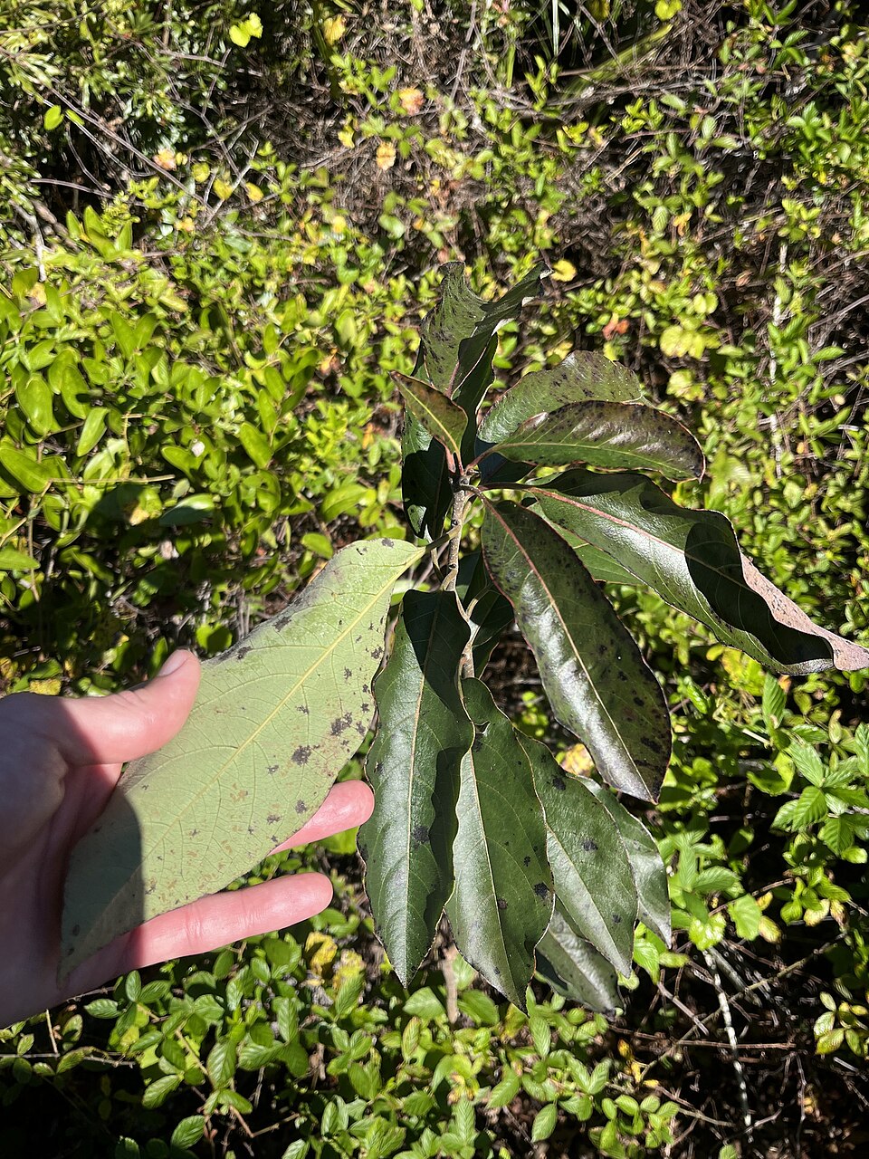 American Persimmon (Diospyros virginiana)