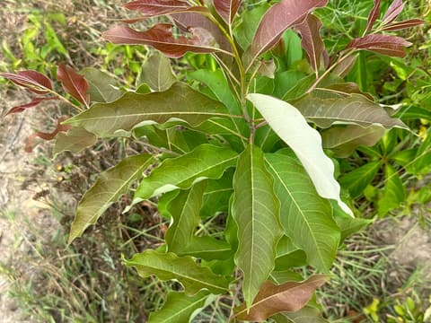 American persimmon (Diospyros virginiana) young plant seen from above, its newest leaves flushed red-bronze