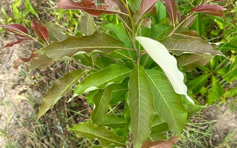 American persimmon (Diospyros virginiana) young plant seen from above in dry grass, its newest leaves flushed red-bronze