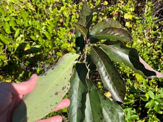American persimmon (Diospyros virginiana) glossy summer leaves held in a hand