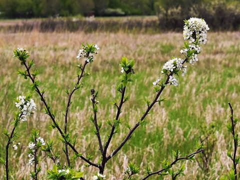 American Plum