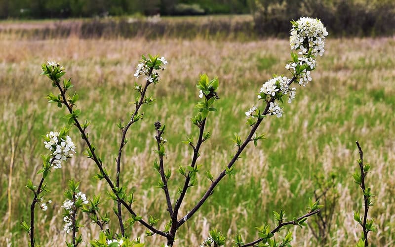 American plum (Prunus americana) clusters of white blossom on young stems in a prairie